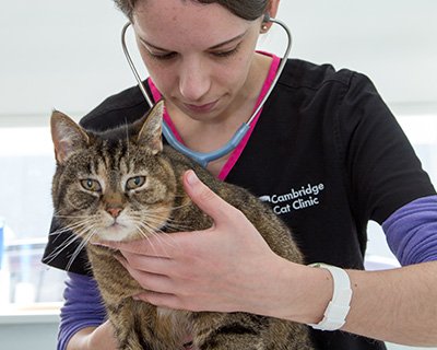 box3 | Cambridge Cat Clinic