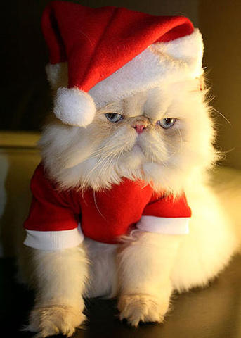 Can you give deals cats turkey