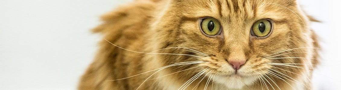 Feline-Only Vets In Cambridge | Cambridge Cat Clinic