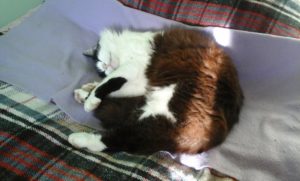 Felix/Max at Peter and Marion’s